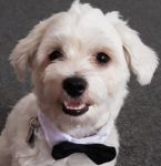 Sammy